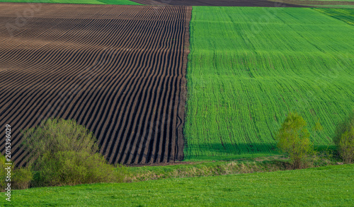 Fotografie Striped agricultural fields with green crops and freshly plowed soil