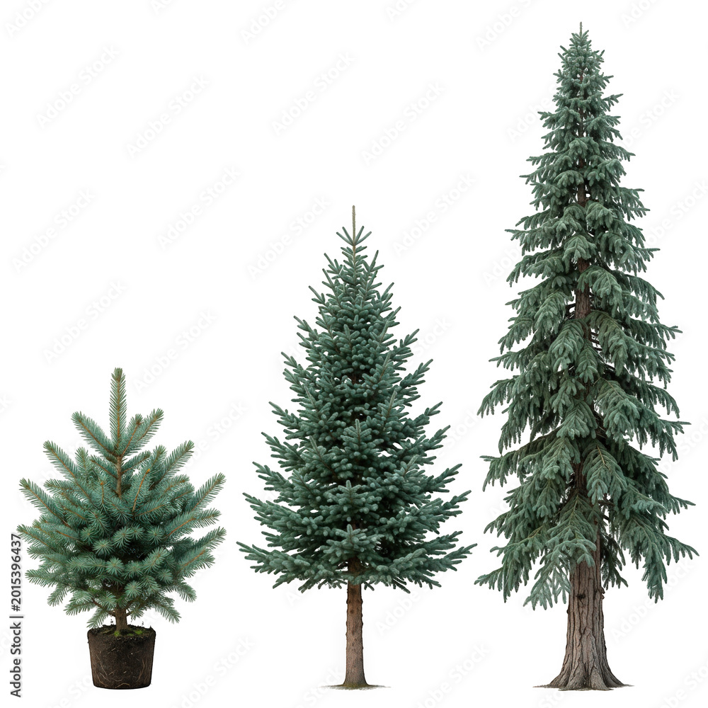 Fototapeta premium Three dark green pine trees for forest scenery isolated on transparent