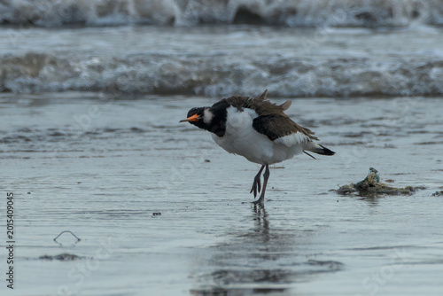 Canvas-taulu Eurasian Oystercatcher or Haematopus ostralegus on mudflat at Erangal Beach, Ind