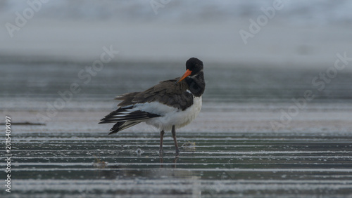 Valokuva Eurasian Oystercatcher or Haematopus ostralegus on mudflat at Erangal Beach, Ind