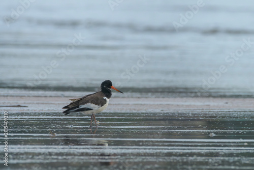 Canvastavla Eurasian Oystercatcher or Haematopus ostralegus on mudflat at Erangal Beach, Ind