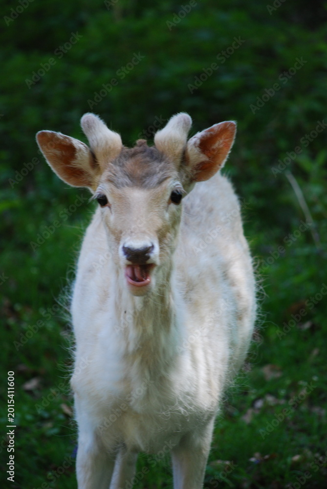 Obraz premium white tailed deer