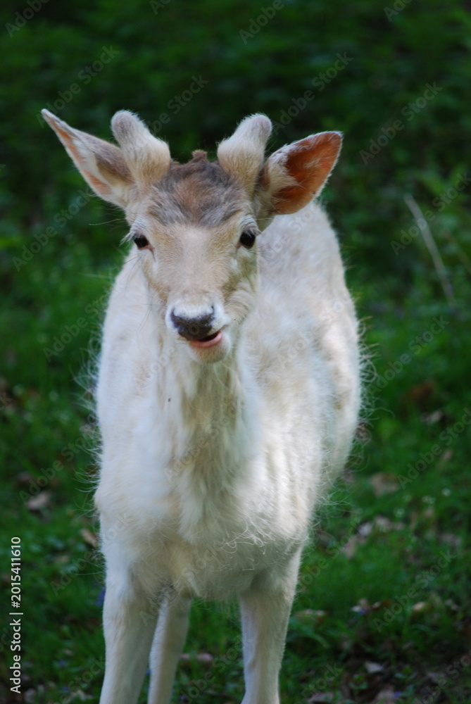 Fototapeta premium white tailed deer