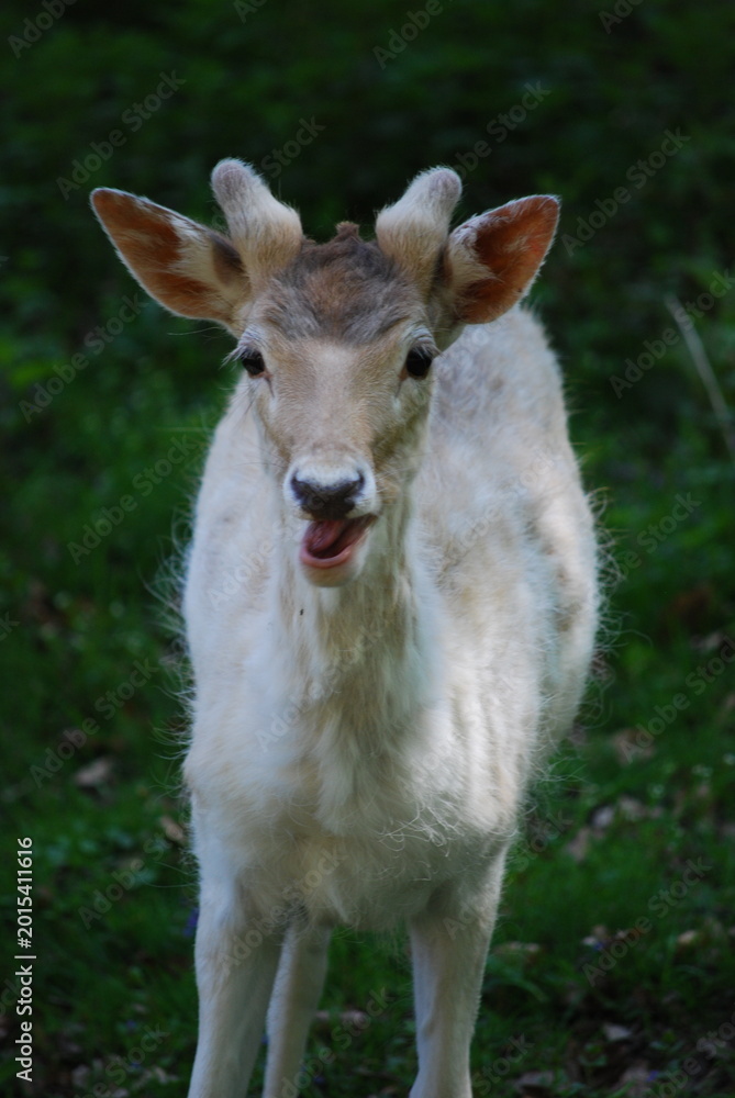 Fototapeta premium white tailed deer