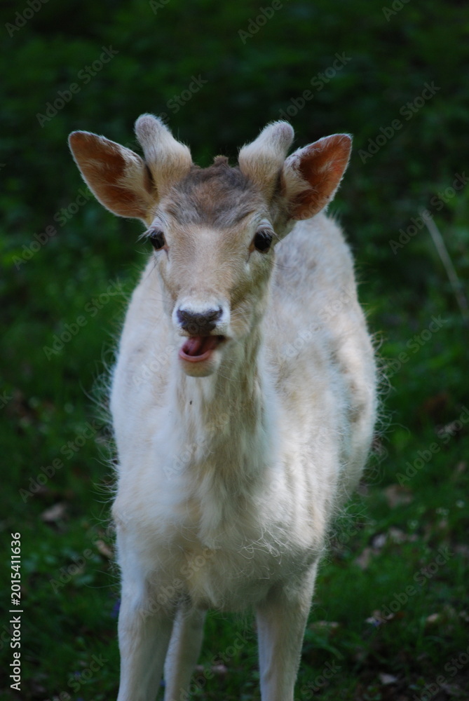 Obraz premium white tail deer