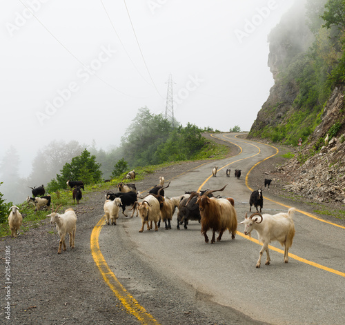 Bild auf Leinwand A herd of goats on a foggy mountain road