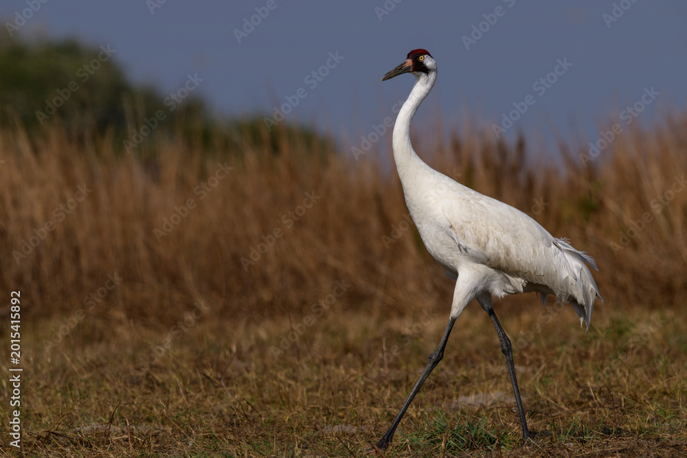 Naklejka premium Whooping Crane