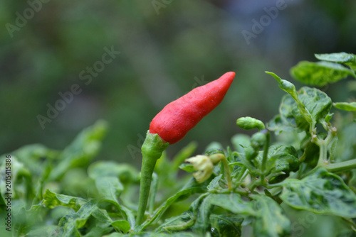 Bild auf Leinwand Red chilies in the garden, in the afternoon atmosphere