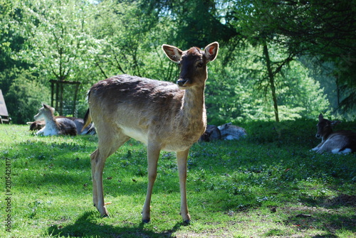 deer in the woods