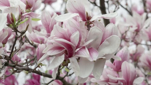Branch with a flower of a pink magnolia close up