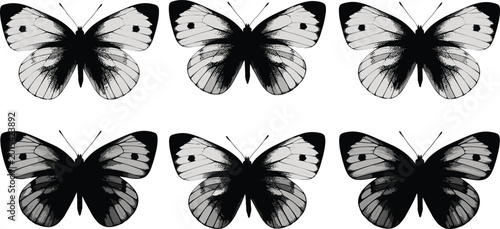 Foto Cabbage white butterfly silhouettes set