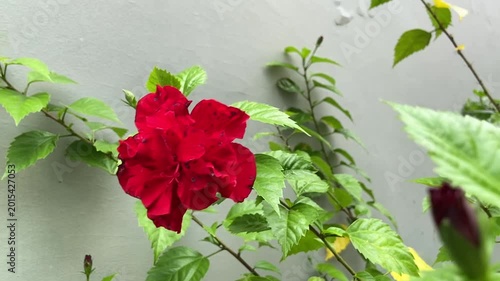 red poppy flower