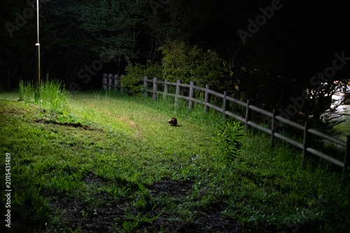 Foto 夜の草地に現れた小さな命