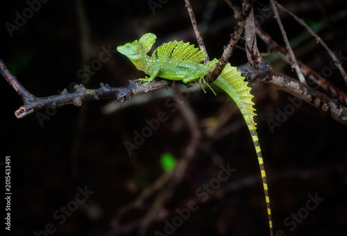 Basilisk Lizards, Costa Rica