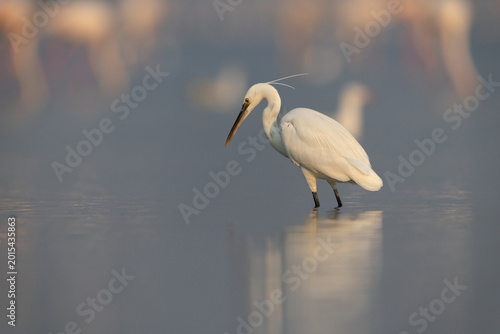 Fotografía Western reef heron fishing at Eker coast with bokeh of greater flamingos at the