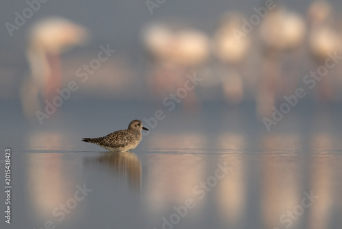 Quadro su tela Grey plover at Eker creek with greater flamingos at the bakdrop, Bahrain