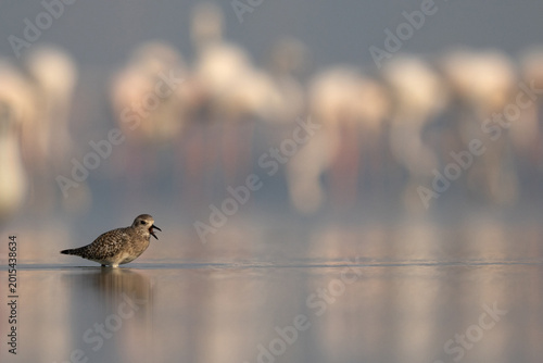 Bild auf Leinwand Grey plover calling at Eker creek with greater flamingos at the bakdrop, Bahrain
