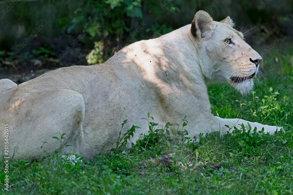 Foto White lioness lying on grass