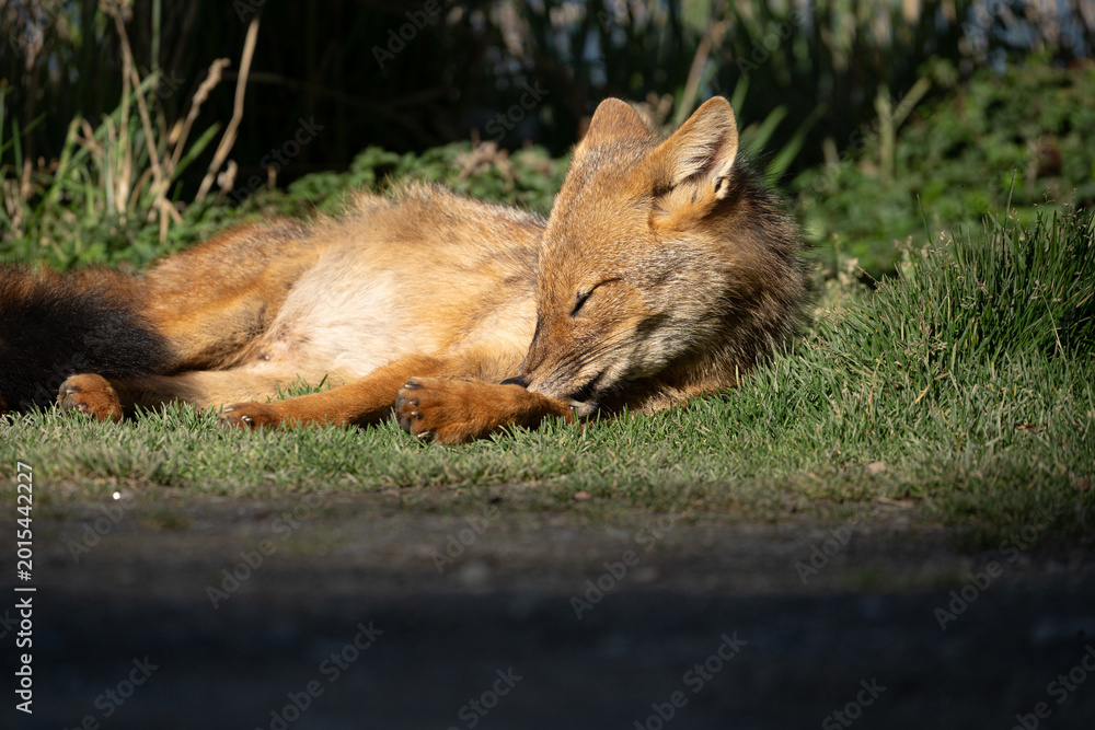 Fototapeta premium Culpeo Fox (Lycalopex culpaeus) resting and grooming on grass