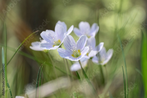 Delicate white spring flowers in forest grass