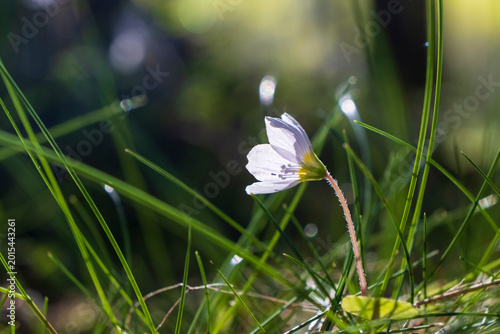 Single white wildflower in green grass. Oxalis acetosella