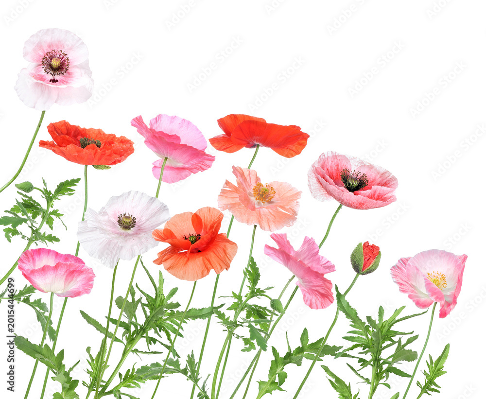 Obraz premium Colorful field with poppy blossoms of various colors