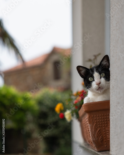 gato descansando en una jardinera