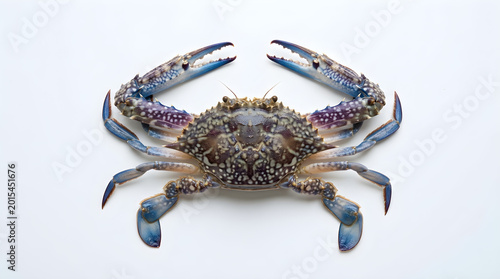 Fresh Blue Swimming Crab with Open Claws Isolated on White Background
