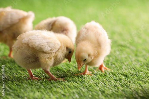 фотографія Baby animals. Cute chicks on green grass outdoors