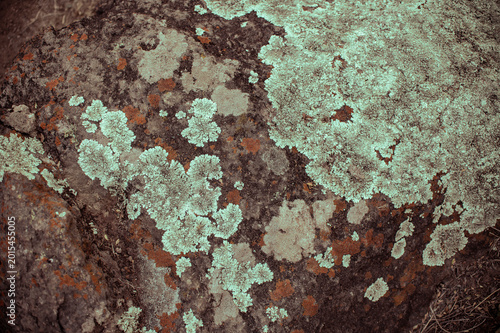 líquenes hongos en piedras