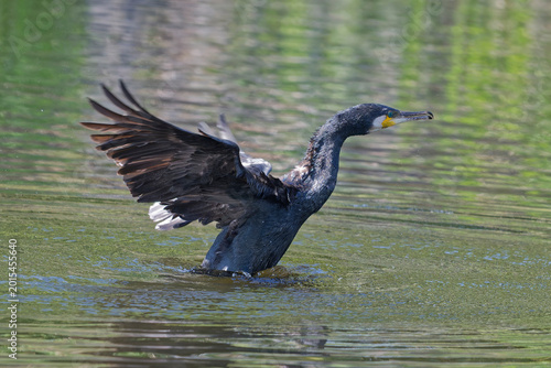 Kormoran
