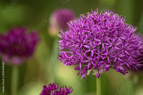 Schilderij op canvas Allium Hollandicum, Dutch garlic or known as Purple Sensation.