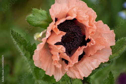 Canvas Print Papaver, Coral Reef