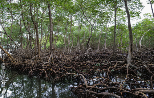 Shore of a small river densely overgrown with mangrove vegetation during low tide in the swamps of the Okefenokee Swamp, USA