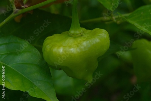 Tableau sur toile Ají trompito verde creciendo en la planta dentro de un huerto tropical, rodeado de hojas naturales y luz del día