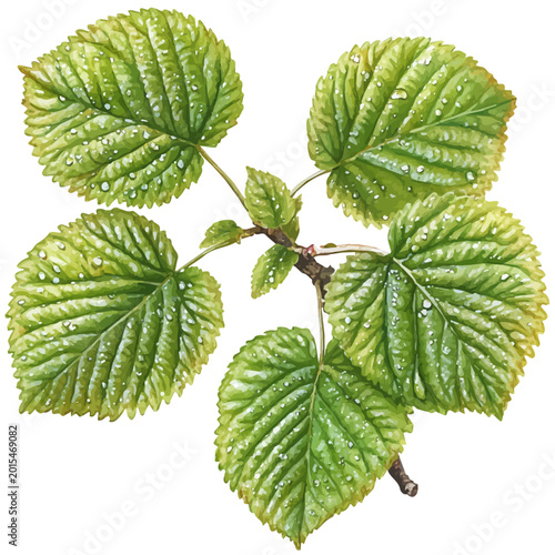 Foto watercolor of Dewy Green Spring Leaves illustration, isolated on a white background