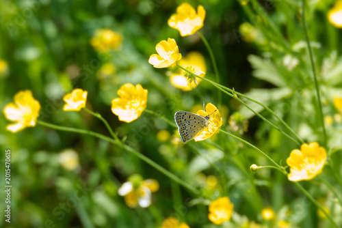 Schilderij op canvas Male sooty copper butterfly (Lycaena tityrus) perched on yellow marsh marigold i