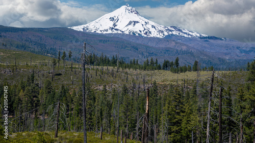 Vászonkép Snow covered Mt. Jefferson in the central Oregon Cascade Range