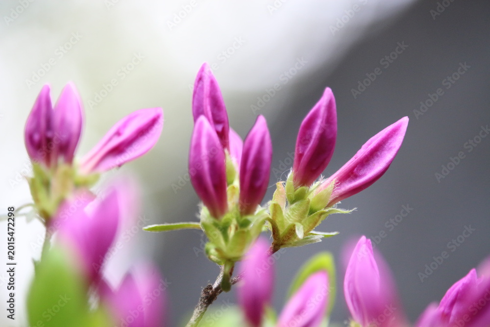 Obraz premium purple azalea bud