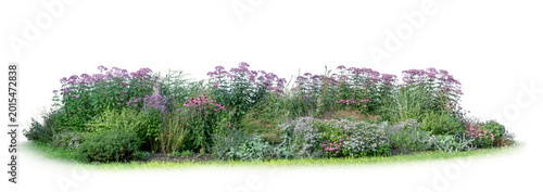 Large flowerbed with a composition of blue and purple flowers, isolated on white and transparent background