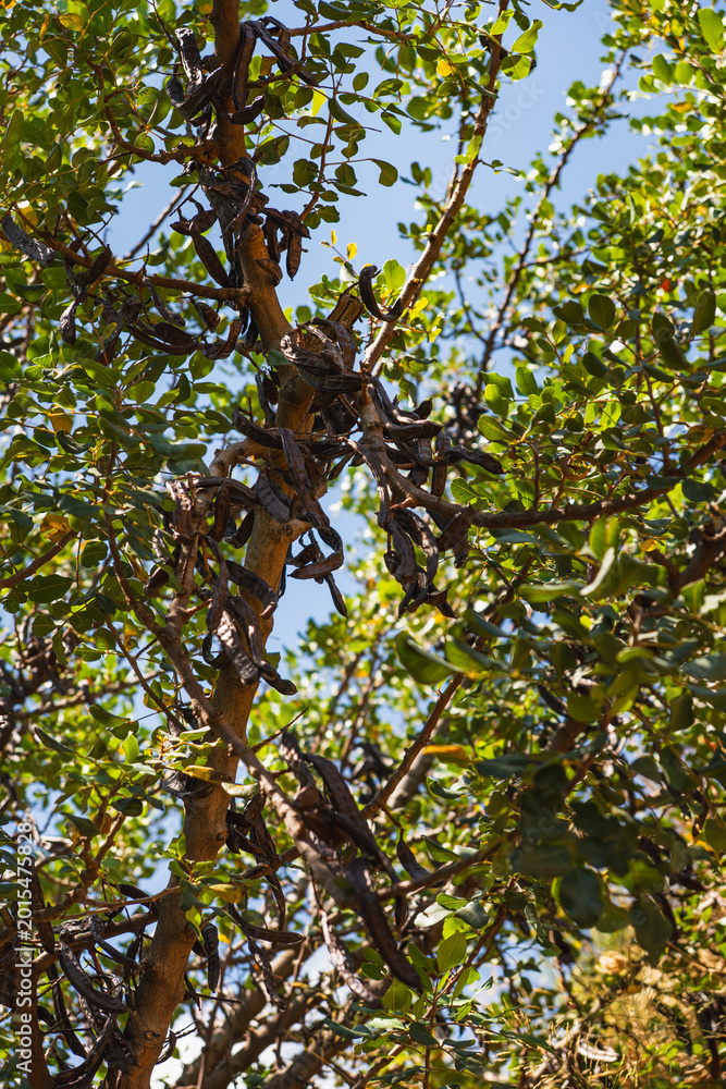Fototapeta premium flowering evergreen tree called carob growing on the island of crete