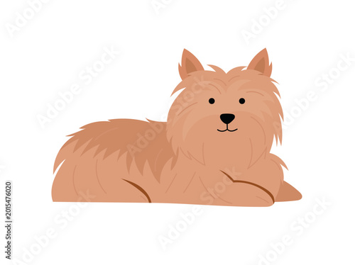 Fotografie Flat vector illustration of an Australian Terrier dog lying down, fluffy cartoon