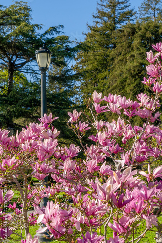 Foto Pink Saucer Magnolias with Campus Lamp Post and Towering Conifers, University of