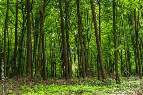 landscape of deciduous forest of the temperate zone