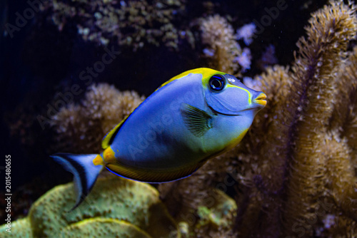 Poisson Licorne Bleu dans un aquarium récifal tropical