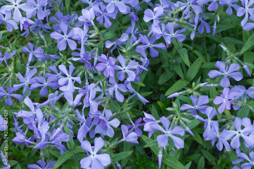 Floral background pattern of vibrant blue phlox flowers. Macro top view of spring blooming meadow blossoms. Natural organic texture for wellness and beauty design.