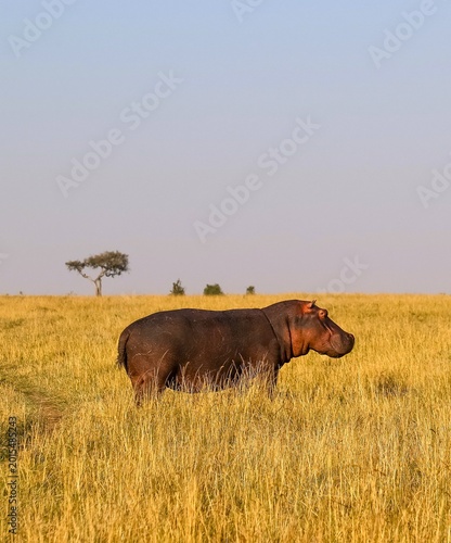 Fotografía Hippopotamus walking through golden savanna grass in Africa