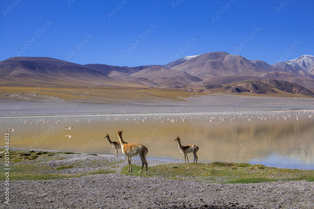Fototapeta premium Laguna Grande, Catamarca, Argentina