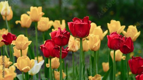 Tableau sur toile A cluster of fading red and yellow tulips in a garden, showing natural signs of wilting with curled and drying petal edges at the end of spring