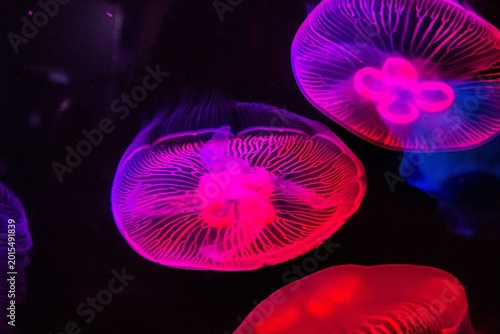  Méduse Luminescente rose fluorescente dans un aquarium marin